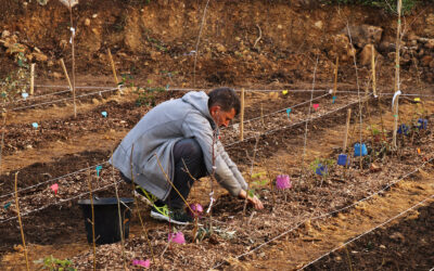 C’est l’hiver, on plante !!