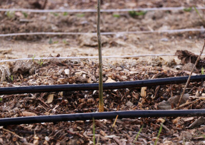 Verger syntropique -test d'irrigation