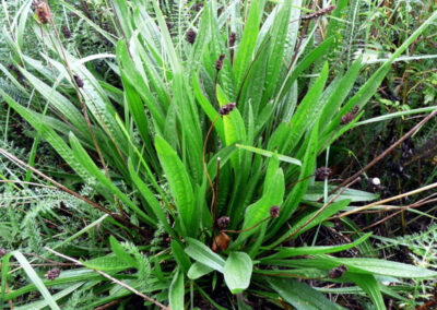Plantain