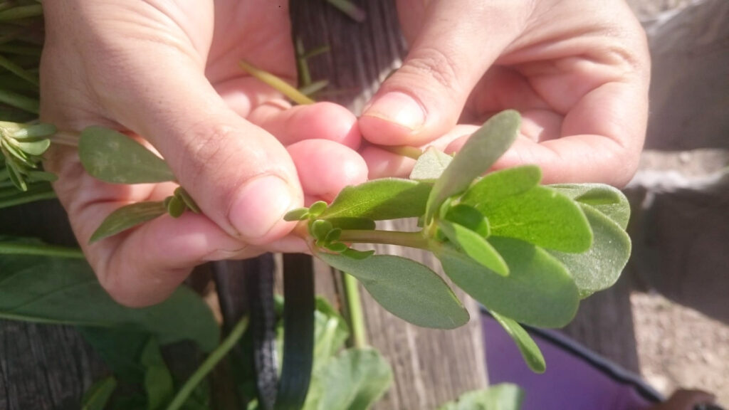vvoum - chantier scientifique : flore et biodiversité
